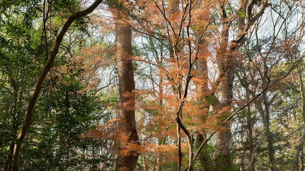 Forêt avec des arbres se bouchent