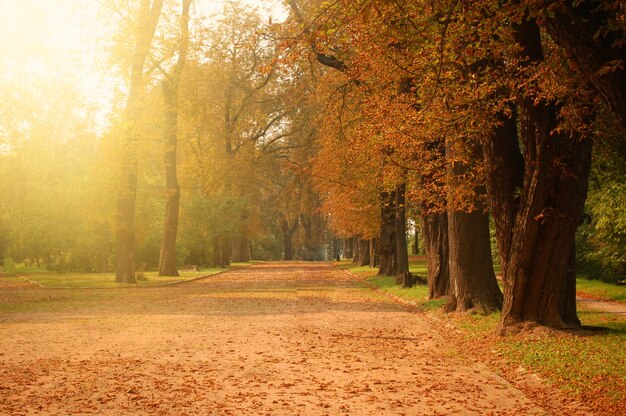 Forêt d&#39;automne.