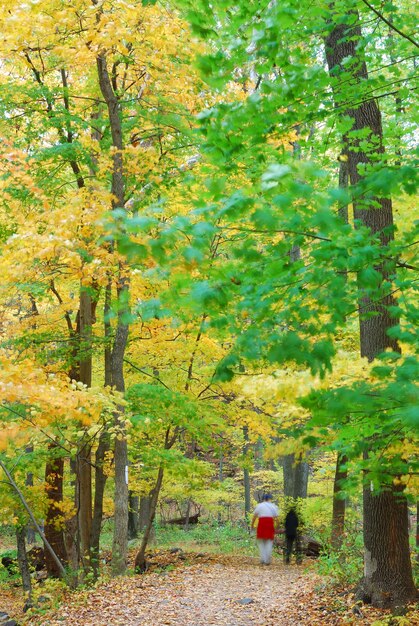 forêt d&#39;automne