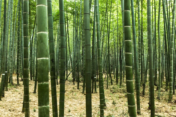 Photo gratuit forêt de bambou