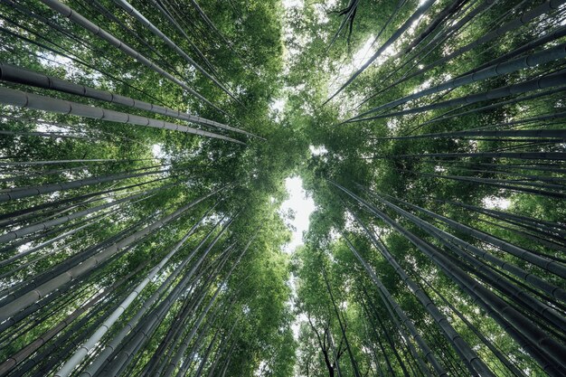Forêt de bambous d&#39;Arashiyama au Japon