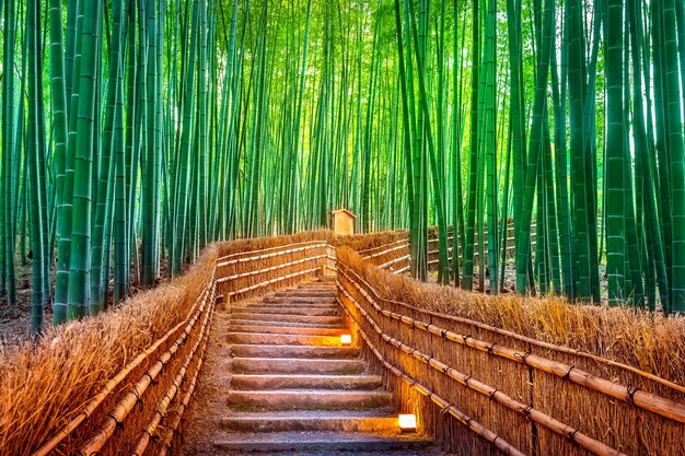 Forêt de bambous à Kyoto, Japon.