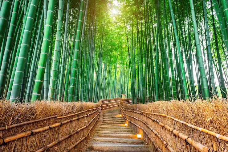 Photo gratuit forêt de bambous à kyoto, japon.