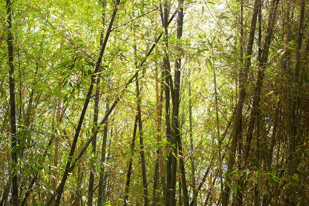 Forêt de bambous oriental à la lumière du jour