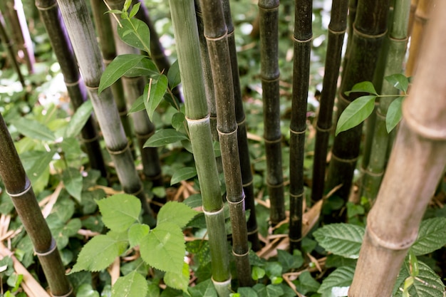 Forêt de bambous oriental à la lumière du jour