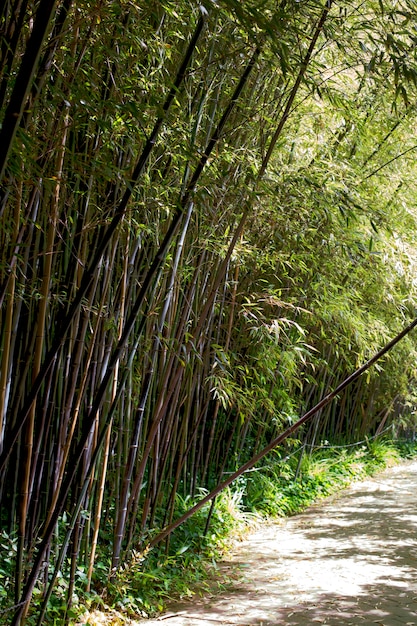 Forêt de bambous oriental à la lumière du jour