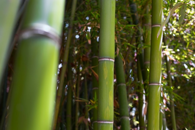 Forêt de bambous oriental à la lumière du jour