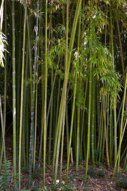 Forêt de bambous oriental à la lumière du jour