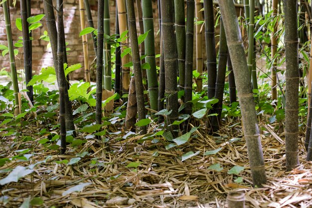 Forêt de bambous oriental à la lumière du jour