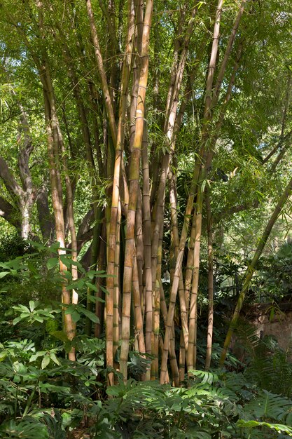 Forêt de bambous tropicaux à la lumière du jour