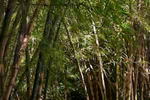 Photo gratuite forêt de bambous tropicaux à la lumière du jour