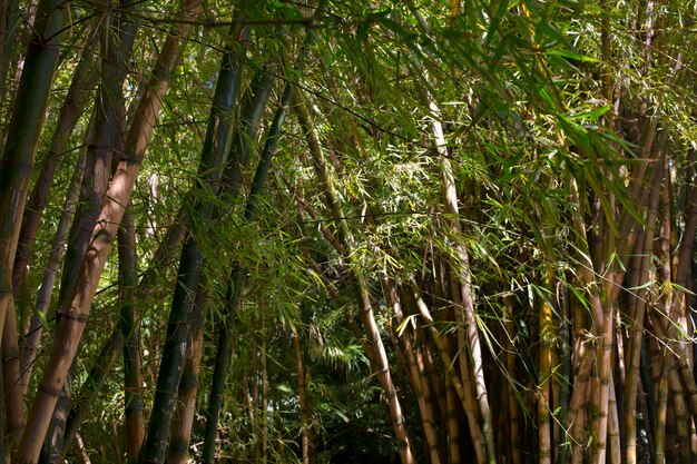 Forêt de bambous tropicaux à la lumière du jour