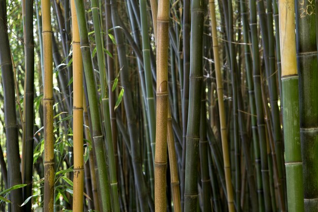Forêt de bambous tropicaux à la lumière du jour