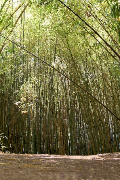 Forêt de bambous tropicaux à la lumière du jour