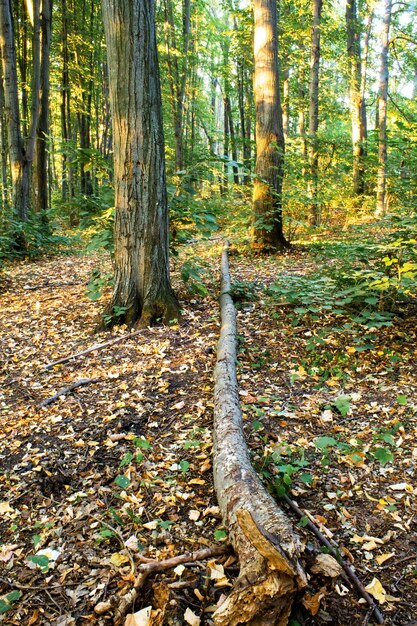 Une forêt avec beaucoup d'arbres et d'arbustes verts et jaunes, les feuilles tombées et les arbres sur le terrain, Chisinau, Moldavie