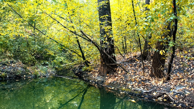 Une forêt avec beaucoup d'arbres et d'arbustes verts et jaunes, les feuilles tombées sur le sol, petit étang au premier plan, Chisinau, Moldavie