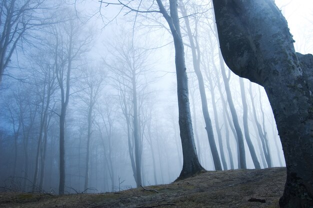 Forêt de brouillard vu de dessous