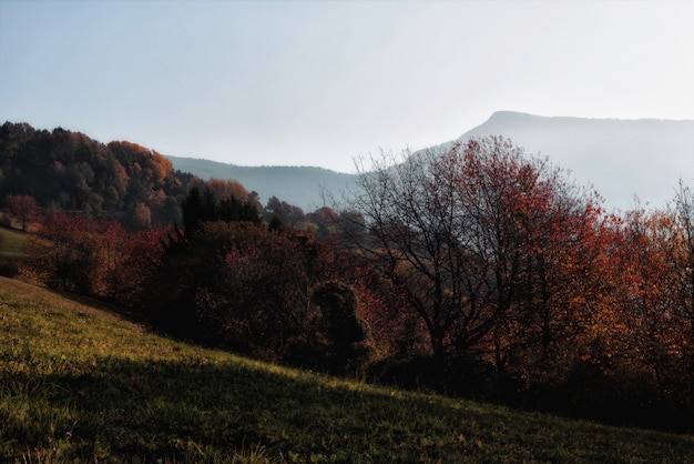 Forêt brune et verte