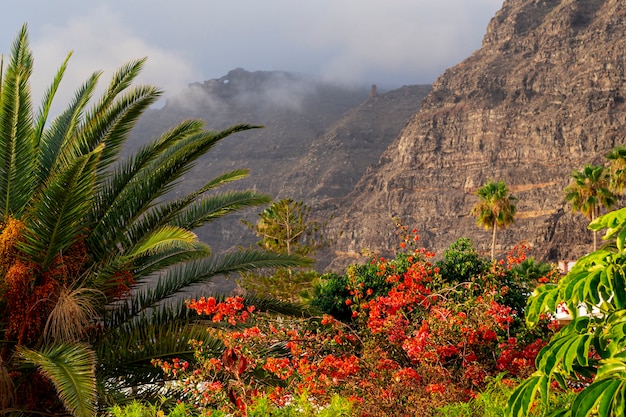 Forêt colorée tropicale avec montagne