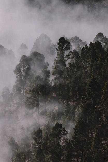 Forêt couverte de brouillard