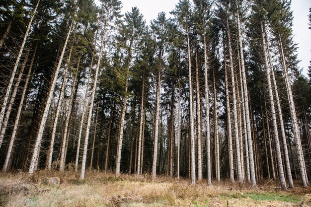 Forêt couverte dans l'herbe entourée de hauts arbres sous un ciel nuageux