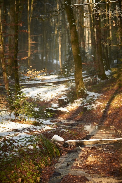 forêt couverte de neige sous le soleil pendant l'hiver