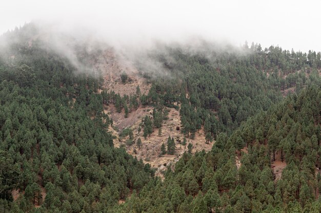 Forêt, croissant, côte, montagne