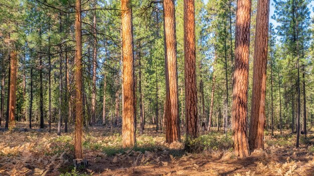 Forêt dense d'épinettes et de sapins pendant une journée ensoleillée