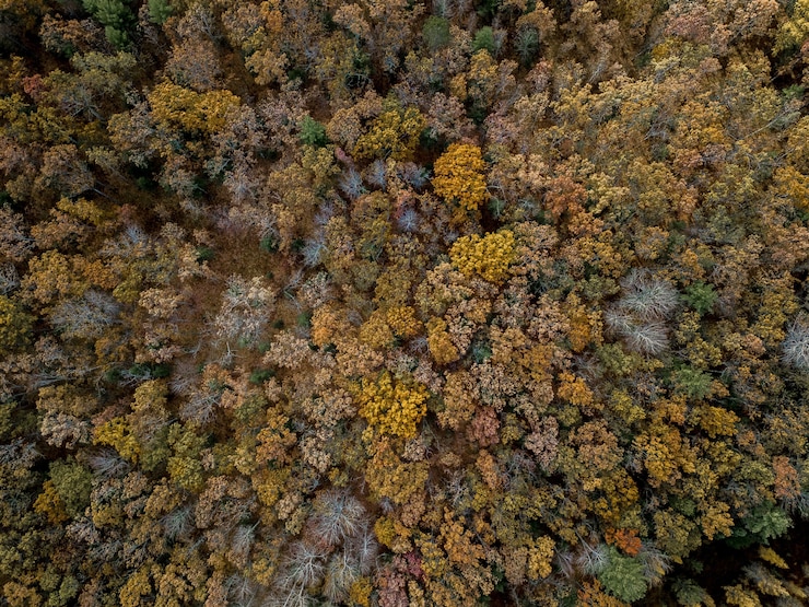 Photo gratuit forêt avec différents arbres colorés