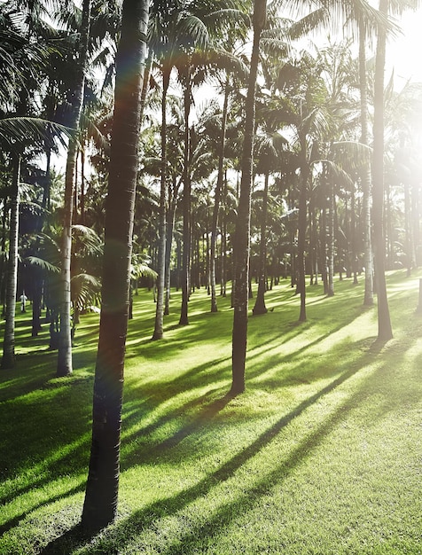 Forêt ensoleillée sombre tôt le matin au lever du soleil