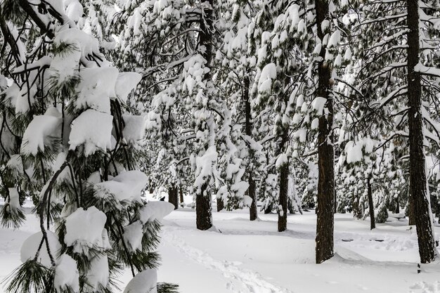 forêt entourée d'arbres recouverts de neige sous la lumière du soleil