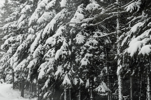 Forêt épaisse et neigeuse