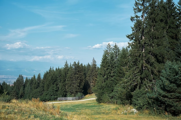 Photo gratuite forêt d'épicéas à midi belle idée de paysage pour affiche avec espace de copie loisirs de plein air