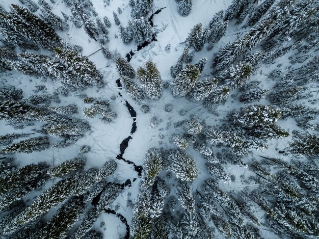 Forêt d'épinettes recouverte de neige en hiver