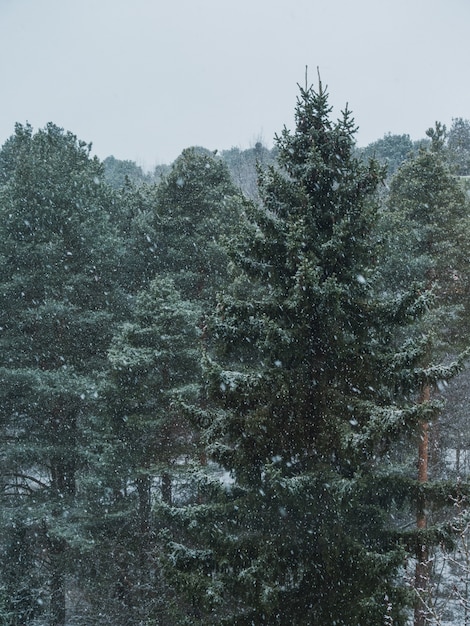 forêt d'épinettes et de sapins pendant le flocon de neige un jour brumeux