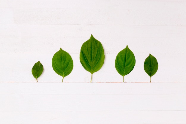 Photo gratuite forêt de feuilles avec ligne de terre