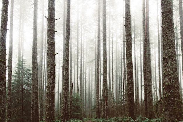 Photo gratuite forêt de grands arbres