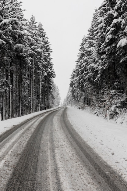 Forêt d&#39;hiver à feuilles persistantes et route