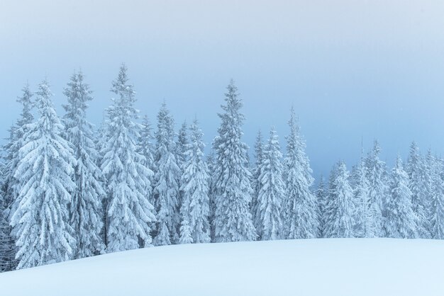 Forêt d'hiver gelée dans le brouillard. Pin dans la nature recouverte de neige fraîche Carpates, Ukraine