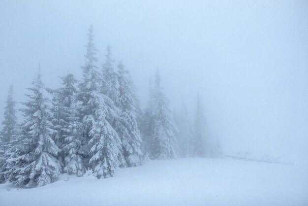 Forêt d'hiver gelée dans le brouillard. Pin dans la nature recouverte de neige fraîche Carpates, Ukraine