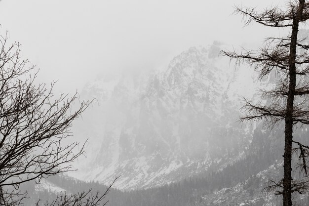 Forêt d&#39;hiver et montagnes