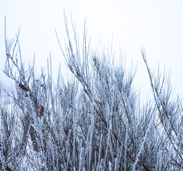 Photo gratuite forêt en hiver