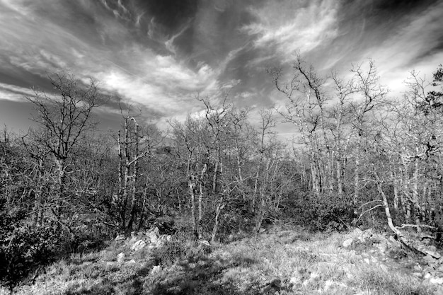 Photo gratuite forêt mourante