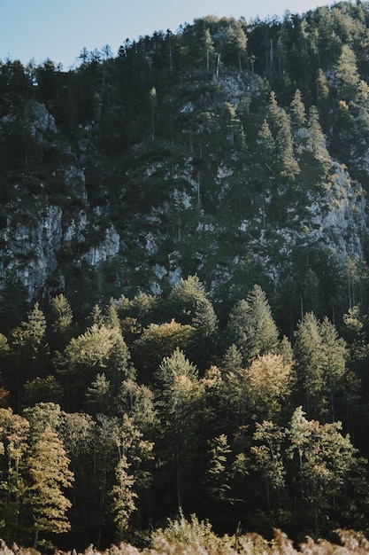 Photo gratuite forêt mystérieuse gelée par une chaude journée d'hiver montrant à quel point l'hiver peut être beau