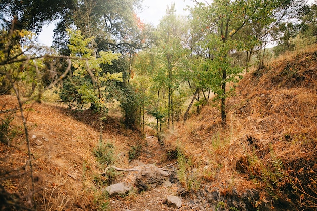 Photo gratuite forêt naturelle