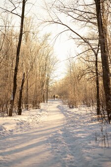 Forêt de neige d'hiver avec la lumière du soleil incroyable paysage naturel aucun peuple