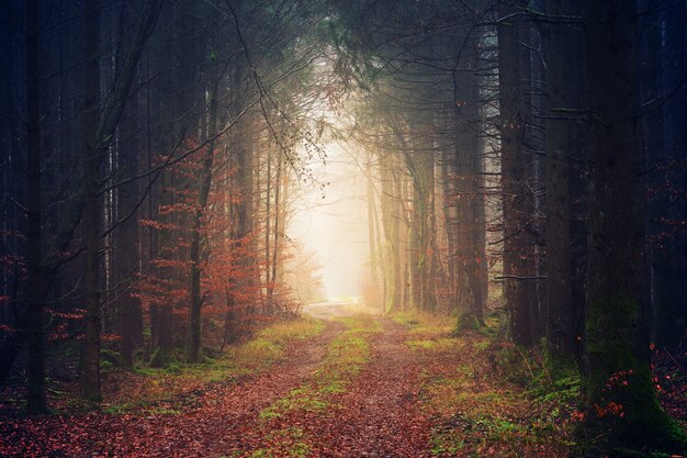 Forêt pendant la journée
