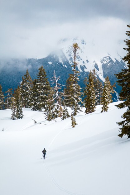 Forêt de pins couverte de neige avec des montagnes couvertes de brouillard et de forêts sur le backgroun