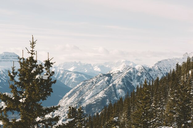 Forêt de pins dans les montagnes