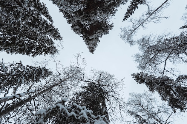 Forêt de pins pittoresque couverte de neige au parc national d'Oulanka, Finlande